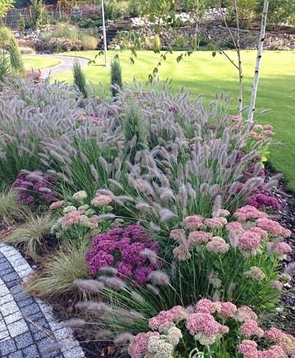 Ornamental Grass - Pink Muhly Grass and Flower Garden Idea