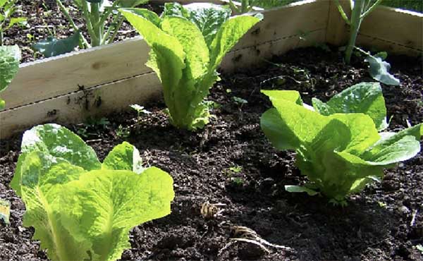 Top 5 Tips for Growing Romaine Lettuce
